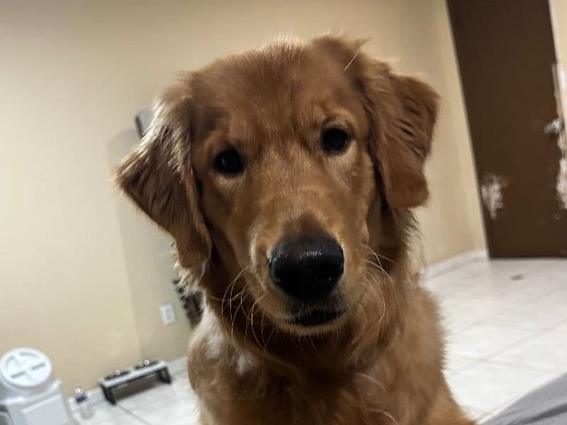 Bruno primary photo
