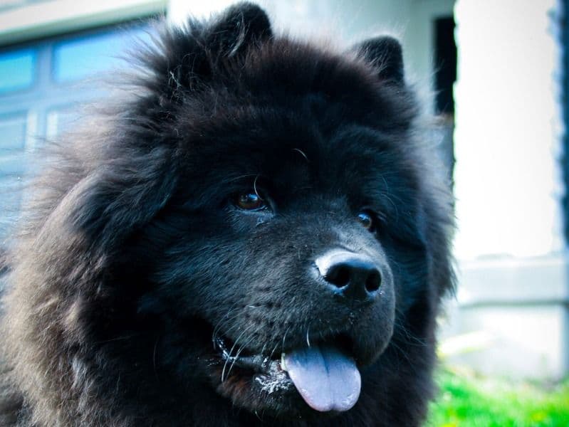 Luna primary photo