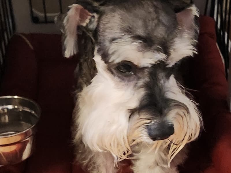 Maximiliano"max" primary photo