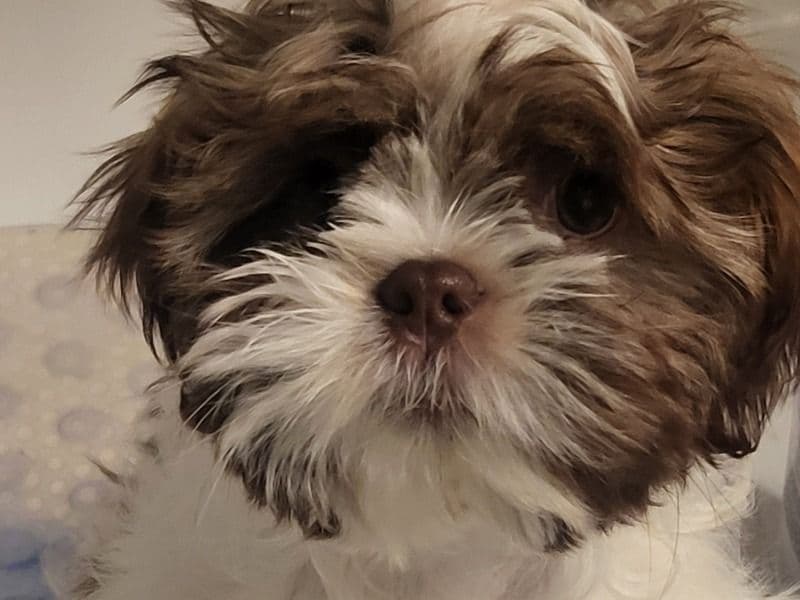 Teddy primary photo