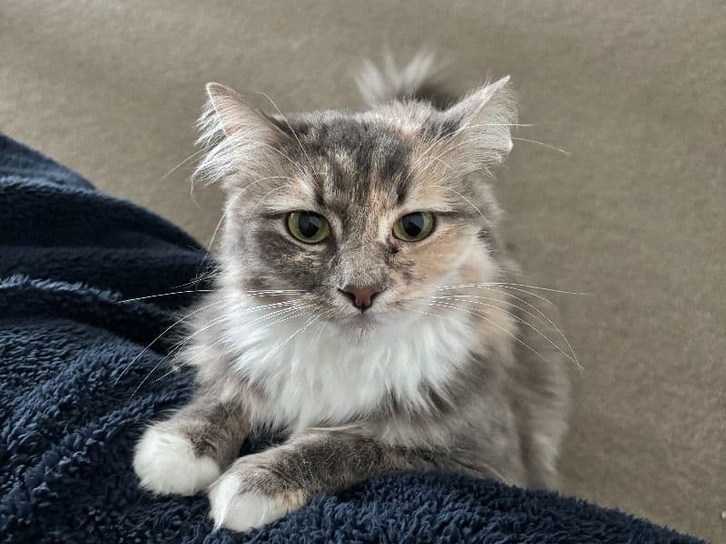 Domestic Medium Hair 2 years old female named Kiki for sale | Petmeetly