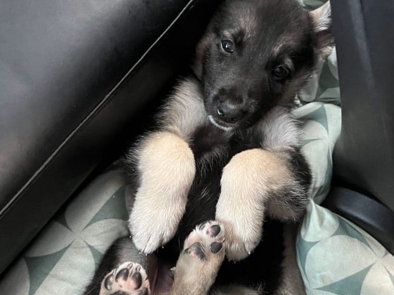 German Shepherd Husky 9 months old male small named Thor for adoption in Harris County, Texas | Petmeetly