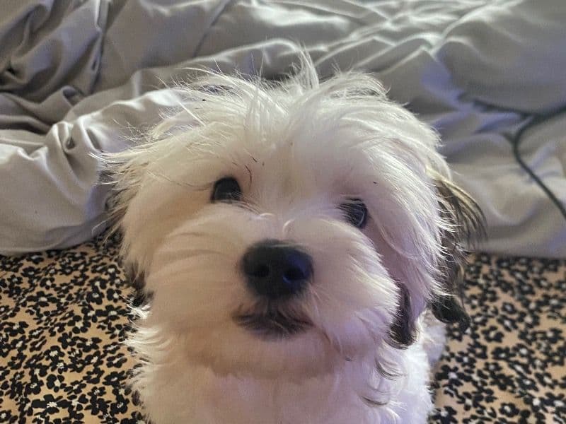 Fluffy primary photo