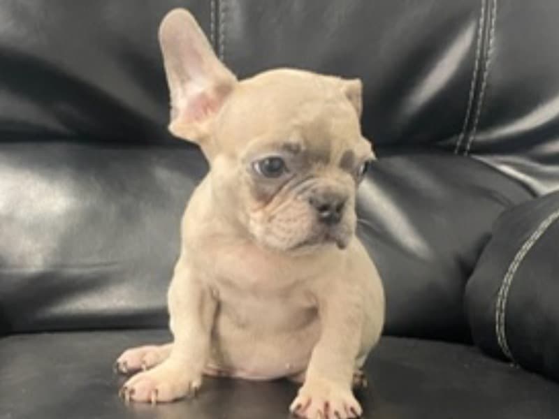 Milo primary photo