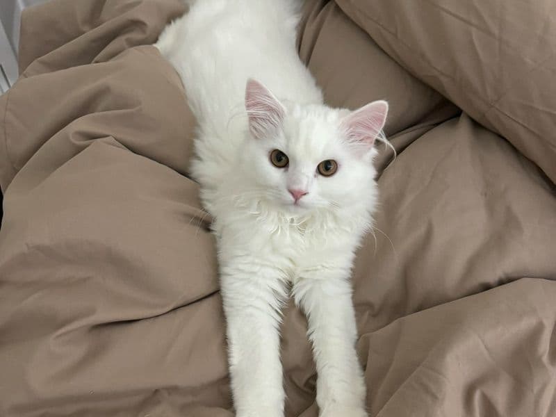 Persian 1 year 7 months old male named Coco for breeding in Union County, New Jersey | Petmeetly