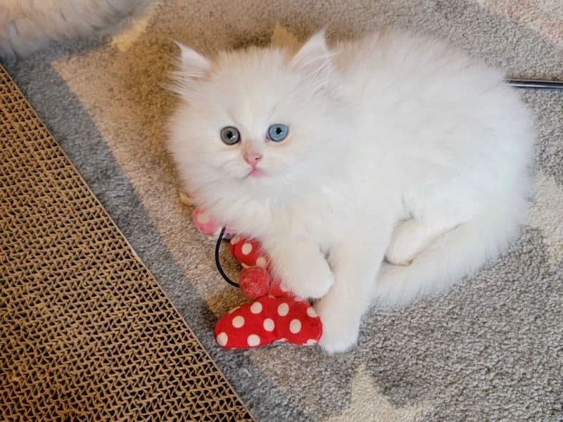 Persian 3 months old female named Panju for sale in Allegheny County, Pennsylvania | Petmeetly