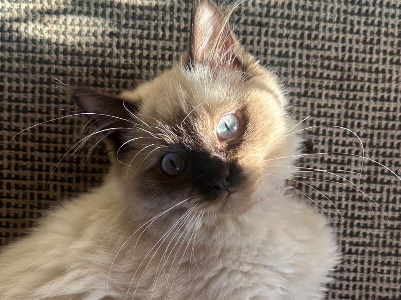 Luna primary photo