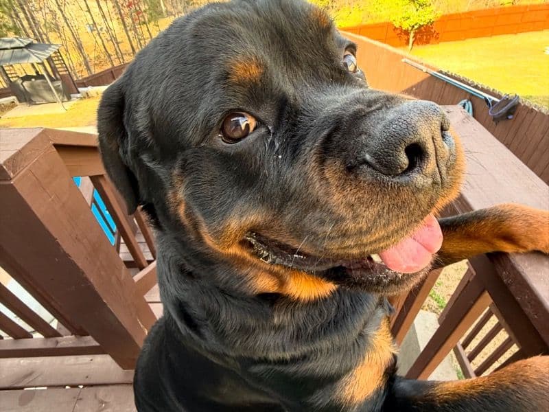 Enzo primary photo