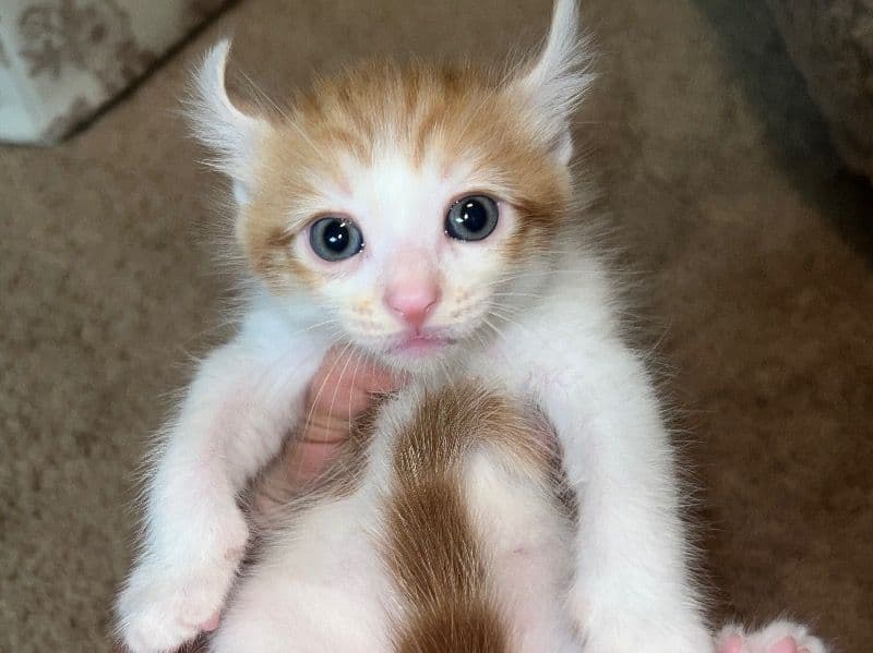 Maine Coon 2 months old male named Mino for adoption in Triangle, Virginia | Petmeetly