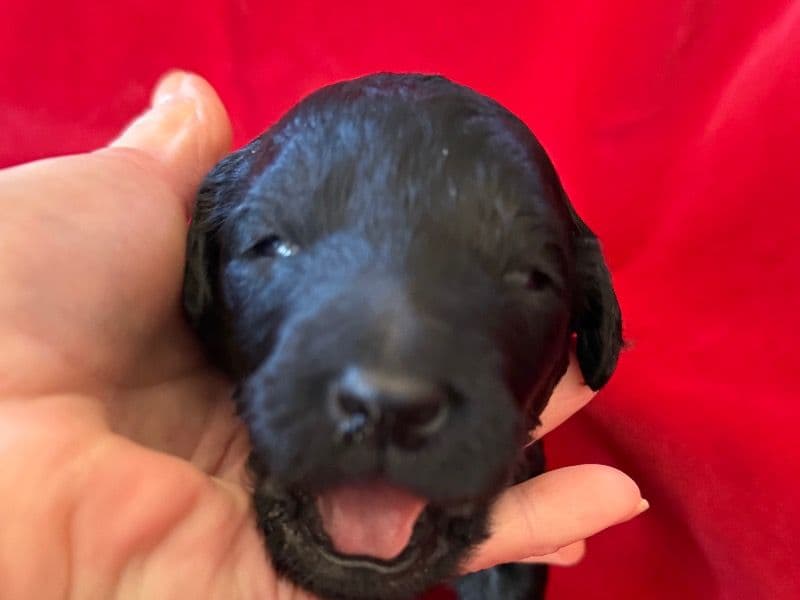 Labradoodle 1 month old female large named Tipsy for sale in Webster Parish, Louisiana | Petmeetly