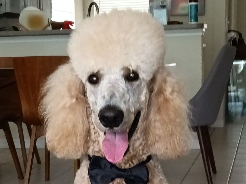 Archie primary photo