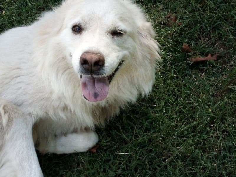 Great Pyrenees 7 years 5 months old female medium named Ruby for sale in Breckinridge County, Kentucky | Petmeetly