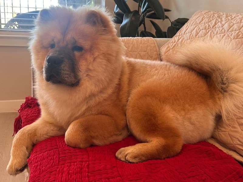 Chow Chow 10 months old male large named Lucas for breeding in Grand Prairie, Texas | Petmeetly