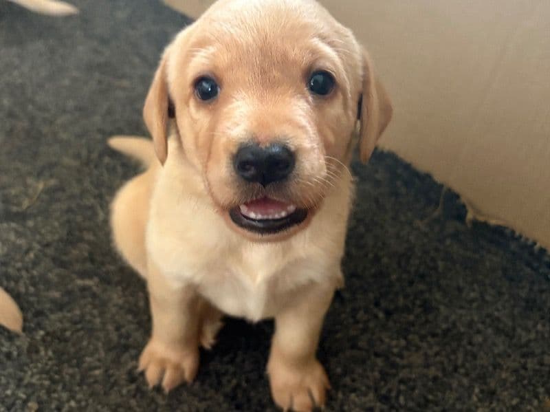 Labrador Retriever 6 months old female small named Edith for sale in Herefordshire, England | Petmeetly