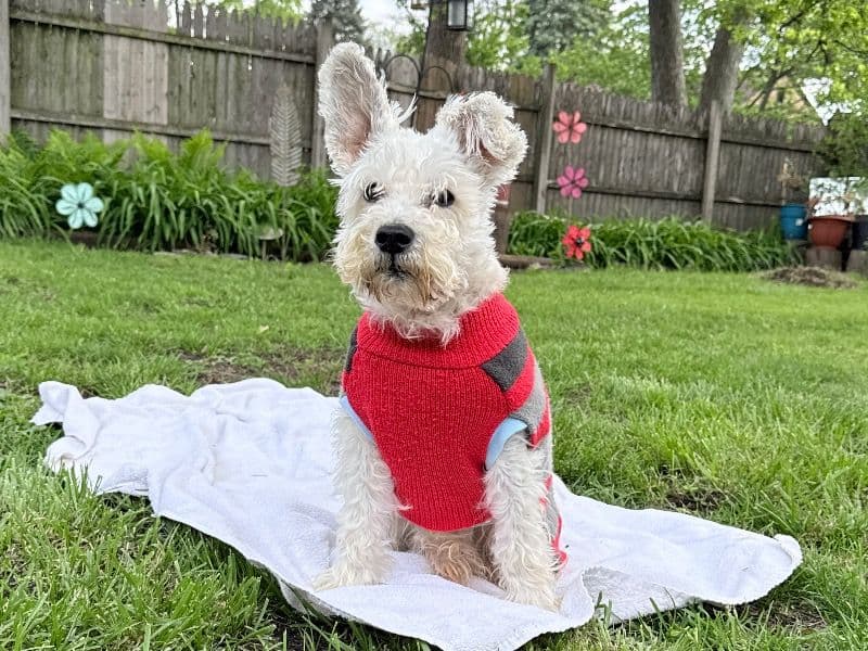Lucas primary photo
