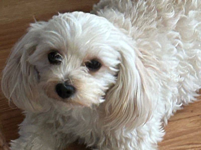 Chica primary photo