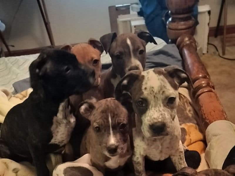 Puppies primary photo
