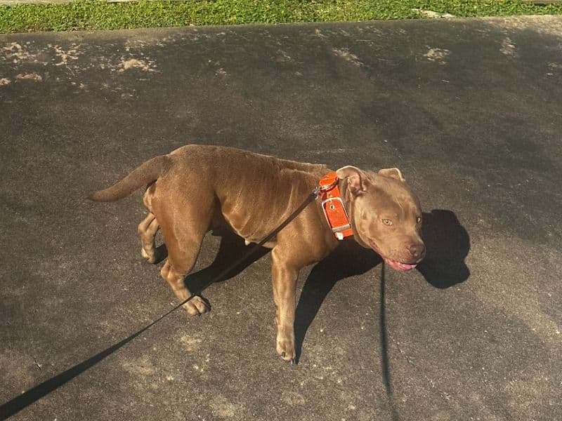 Nala primary photo