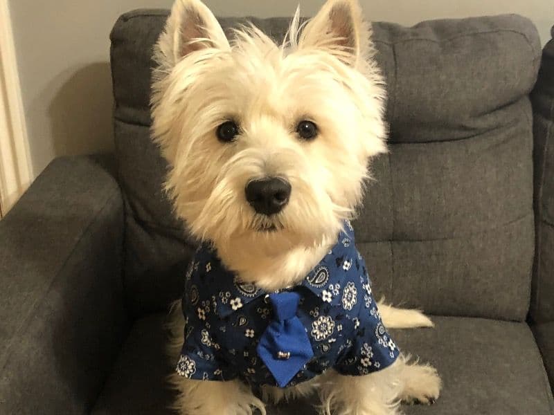 Kuma primary photo