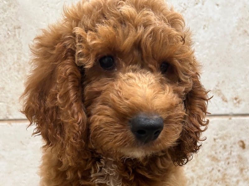 Goldendoodle 4 months old male small named Toby for sale in Charlotte County, Florida | Petmeetly