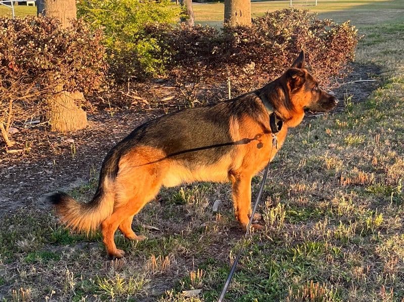 Max primary photo