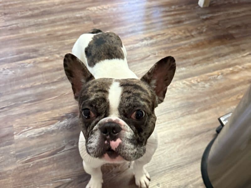 Toby primary photo