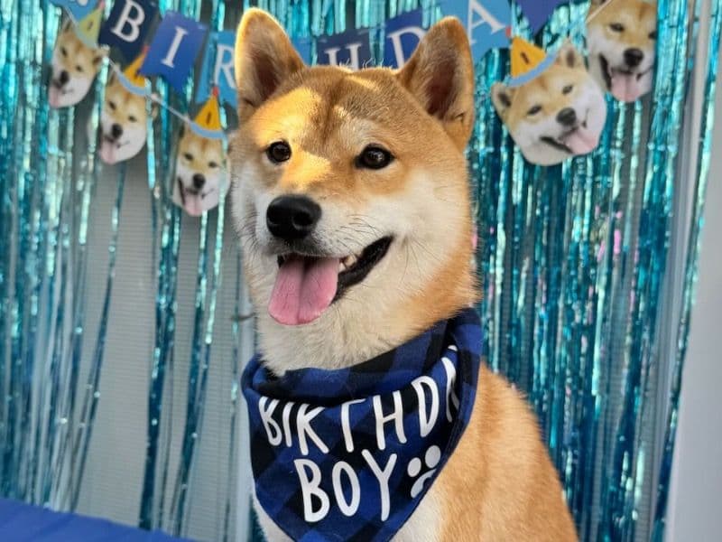 Hachi primary photo
