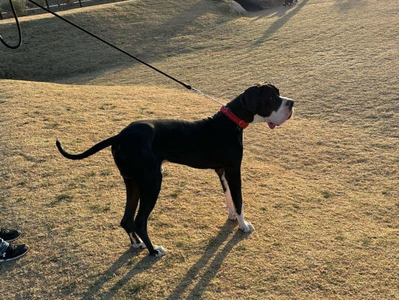 Harley primary photo