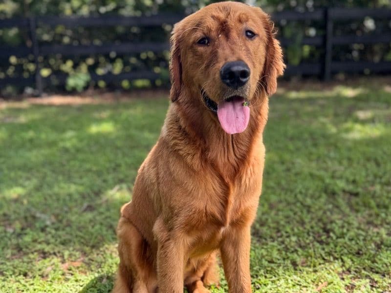 Simba primary photo
