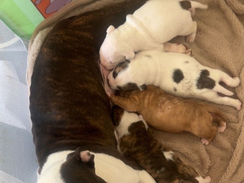 3 Boy Puppies For Sale primary photo