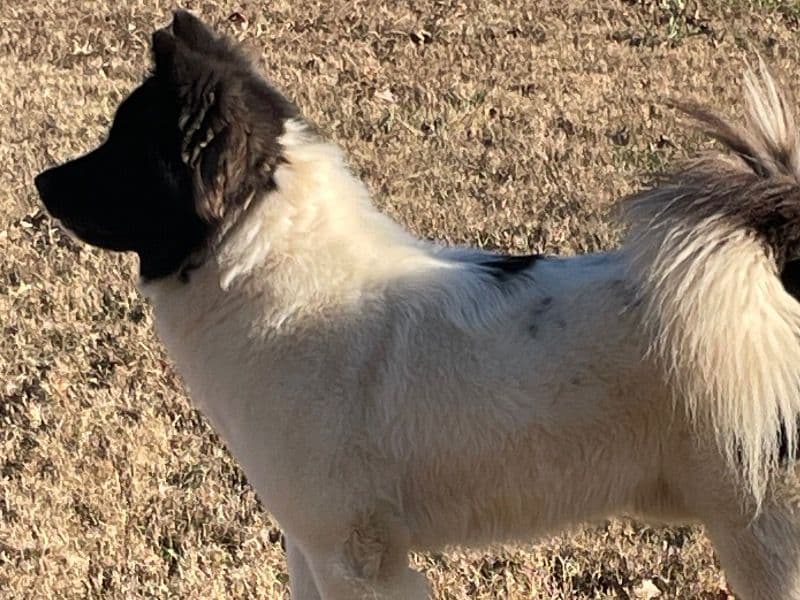 Akita 1 year 2 months old male large named Bam for breeding in Clayton County, Georgia | Petmeetly