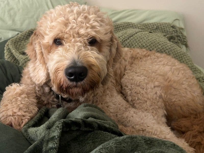 Golden Retriever 3 years 9 months old male large named Teddy for breeding in Osceola County, Florida | Petmeetly