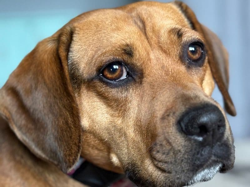 Beagle 2 years 6 months old female medium named Addie for adoption in Macomb County, Michigan | Petmeetly