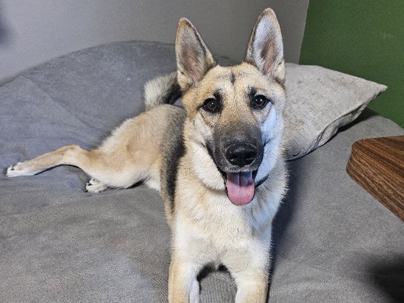 German Shepherd Husky 2 years old female large named Luna for adoption in Spokane County, Washington | Petmeetly