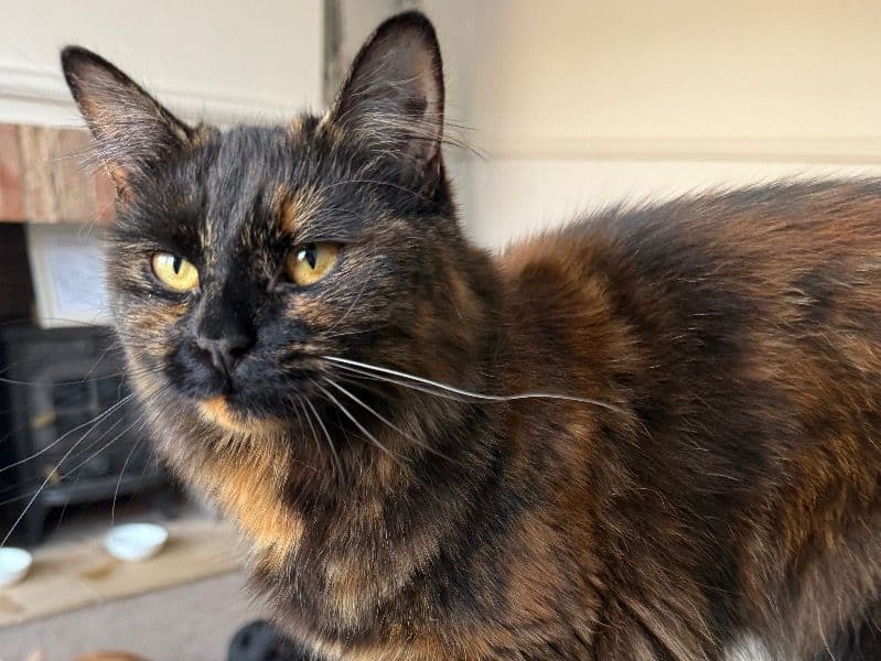 British Longhair 1 year 4 months old female named Nala for sale in East Riding of Yorkshire, England | Petmeetly