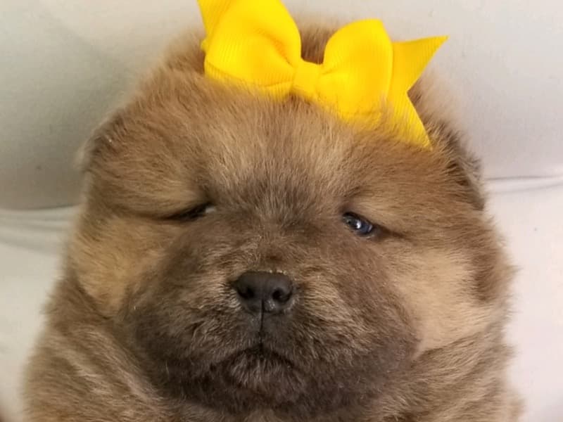 Mochi primary photo