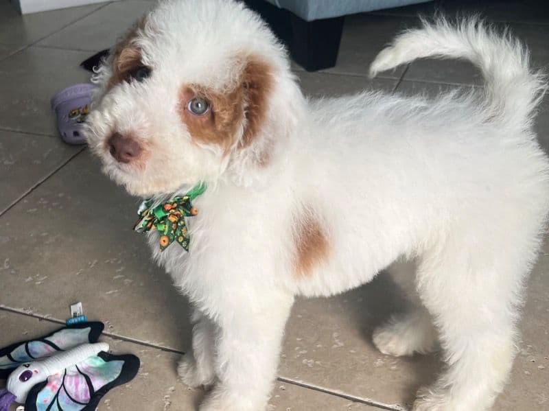 Mini Golden Doodle 7 months old male small named Niko for sale in Miami-Dade County, Florida | Petmeetly