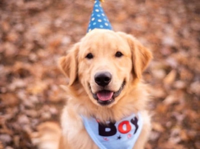 Golden Retriever 7 years old male large named Buddy for breeding in Mobile County, Alabama | Petmeetly