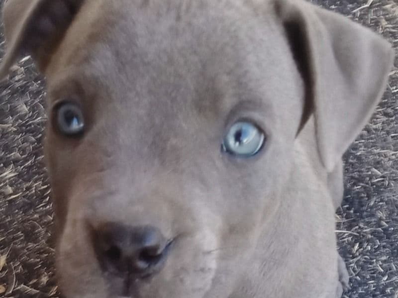 Blue primary photo