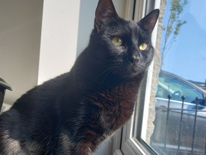 Gizmo primary photo