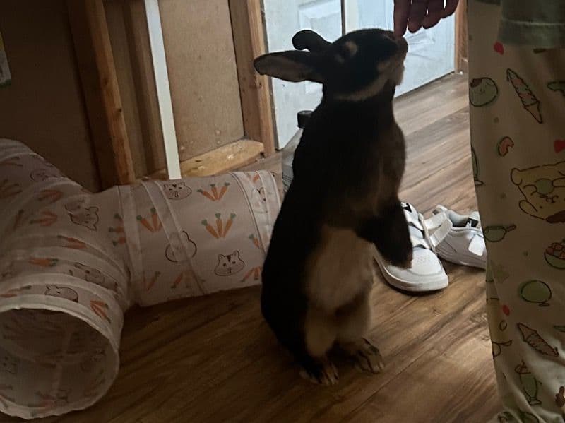 Rex 11 months old female named Buttercup for adoption in Multnomah County, Oregon | Petmeetly