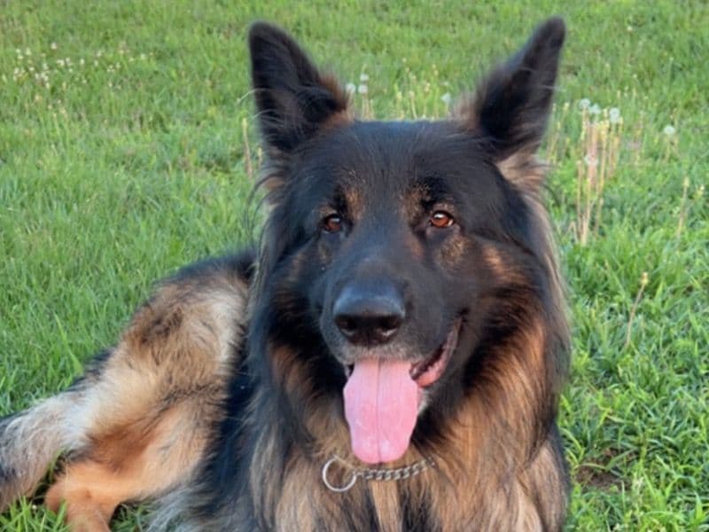 Kilo primary photo