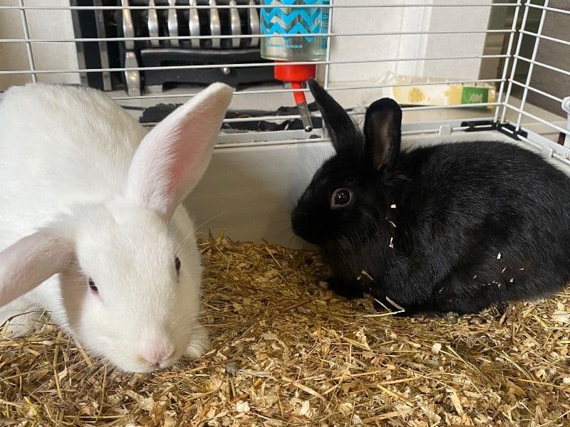 Angel & Miracle primary photo