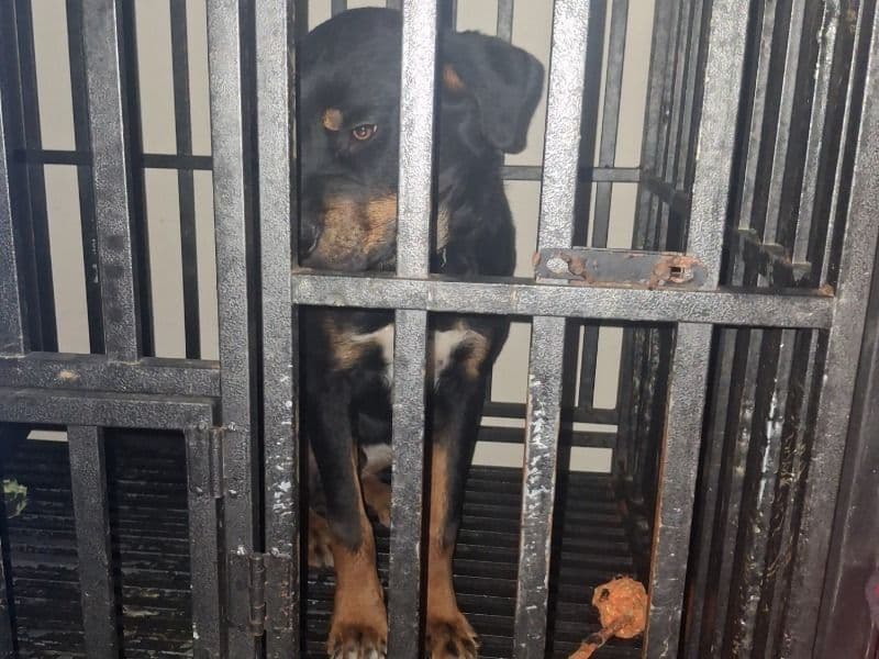 Australian Shepherd 8 months old male medium named Cordell for sale in Wayne County, Michigan | Petmeetly