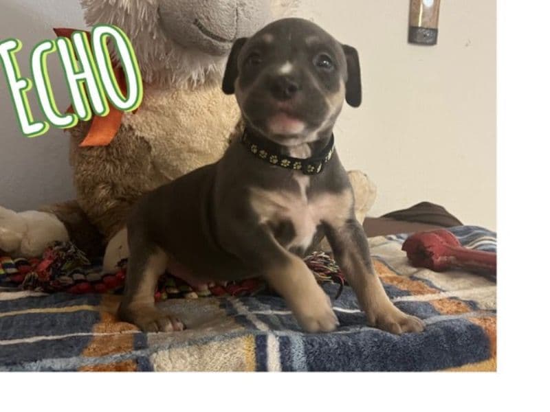 American Bully 1 year old male small named Echo for sale in Bexar County, Texas | Petmeetly