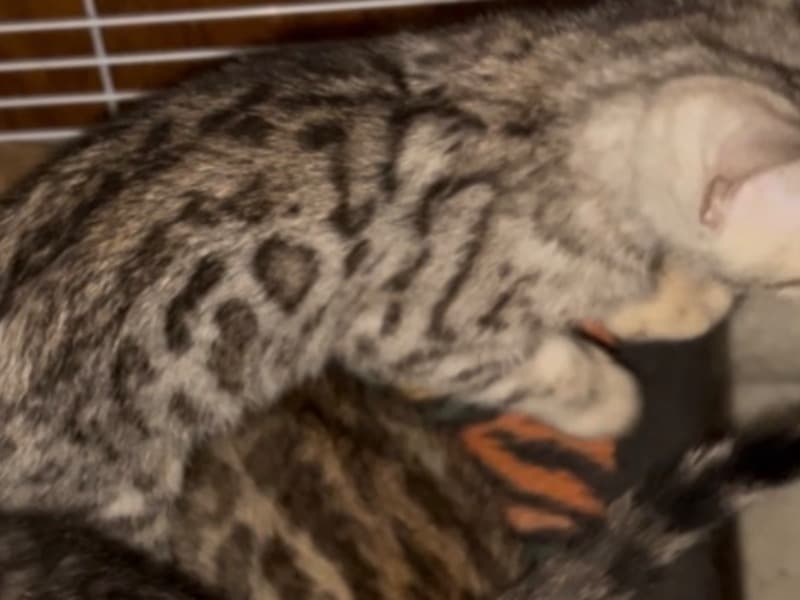 Bengal 3 months old male named Rosette Spotted Bengal Kittens for sale in La Grange, Kentucky | Petmeetly