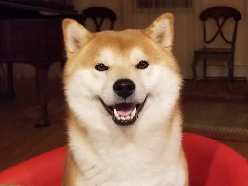 Yoshi primary photo