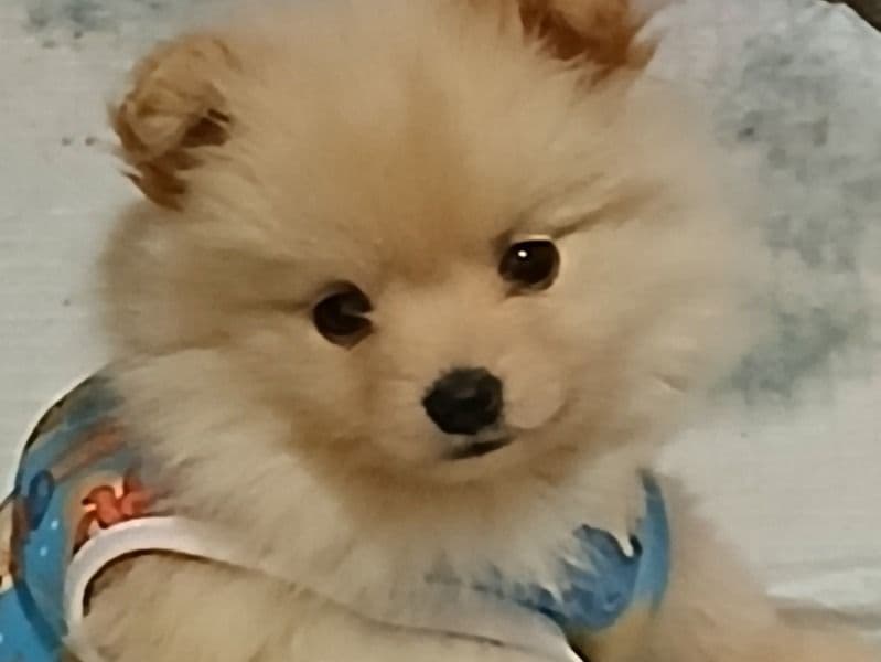 Bella primary photo