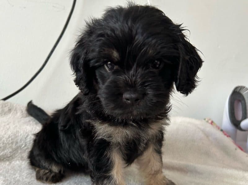 Puppy 5 primary photo