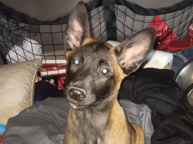 Belgian Malinois 1 year 1 month old female medium named Echo for breeding in Aransas County, Texas | Petmeetly